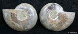 Inch Split Ammonite Pair #2670-1